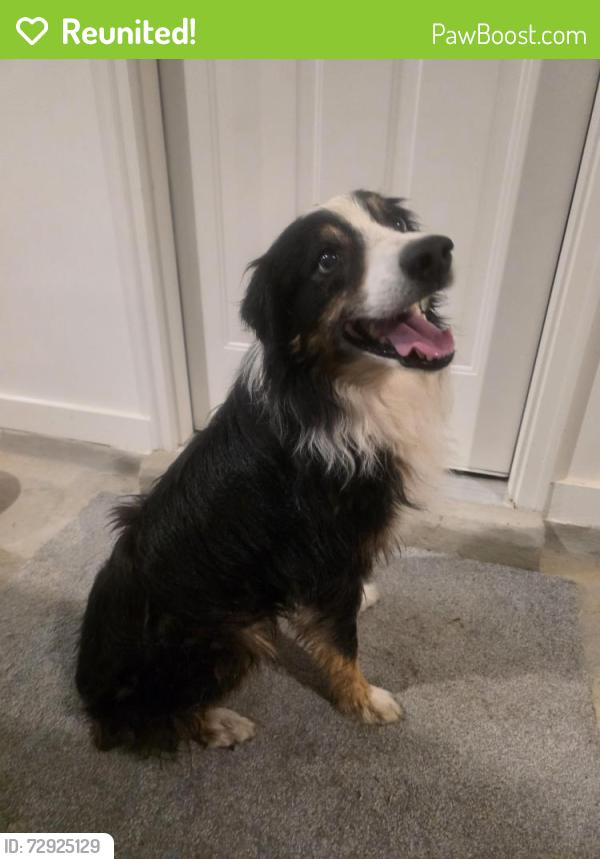 Reunited Unknown Dog last seen Heather Oak Dr , Arlington, TN 38002