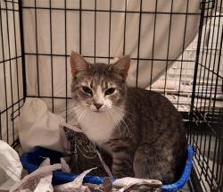 Found/Stray Male Cat last seen Bignonia Dr and Basswood Dr, South Laurel, MD 20708