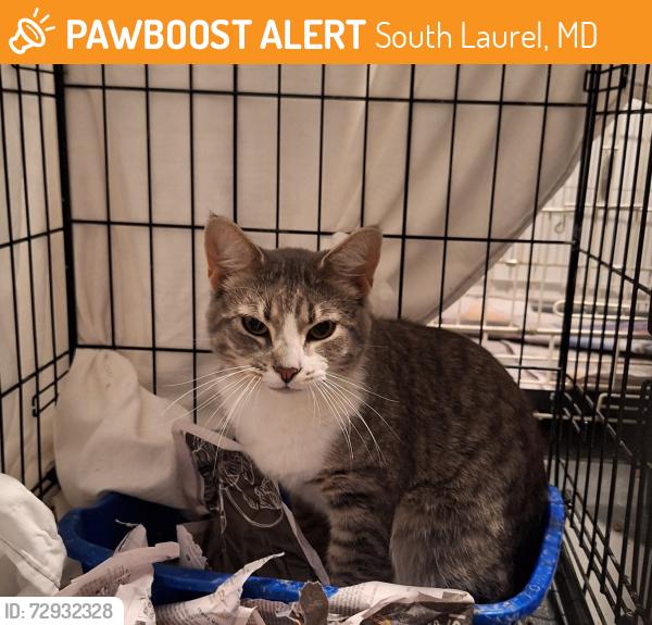 Found/Stray Male Cat last seen Bignonia Dr and Basswood Dr, South Laurel, MD 20708