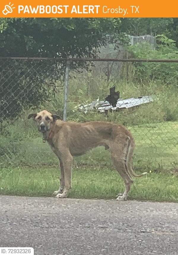 Found/Stray Male Dog last seen Near Fairview Dr/ Danik rd by fm1942, Crosby, TX 77532