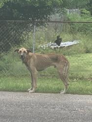 Found/Stray Male Dog last seen Near Fairview Dr/ Danik rd by fm1942, Crosby, TX 77532