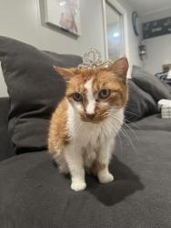 Lost Female Cat last seen Near redstart st., Houston, TX 77096