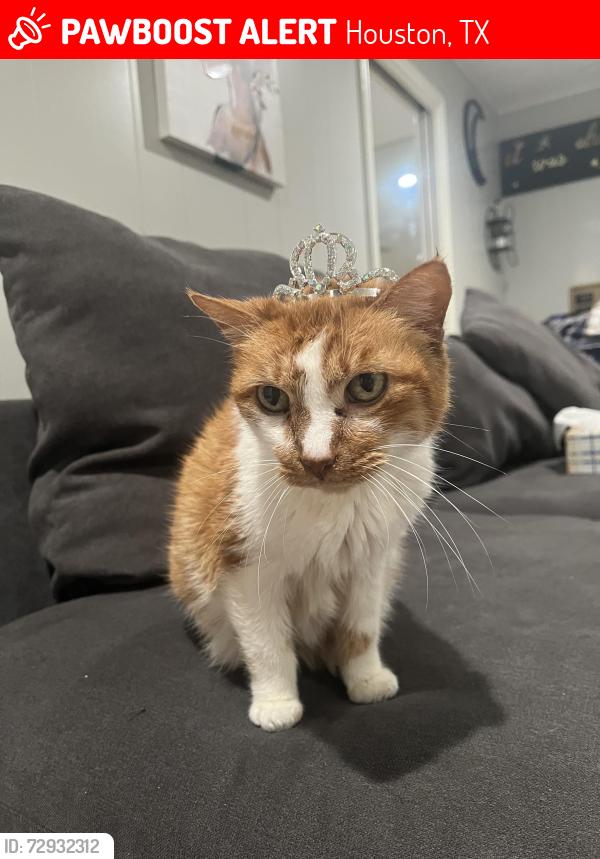 Lost Female Cat last seen Near redstart st., Houston, TX 77096