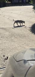 Reunited Male Dog last seen Hubbard St & Sproule Ave, Los Angeles, CA 91342, USA, Los Angeles, CA 91342