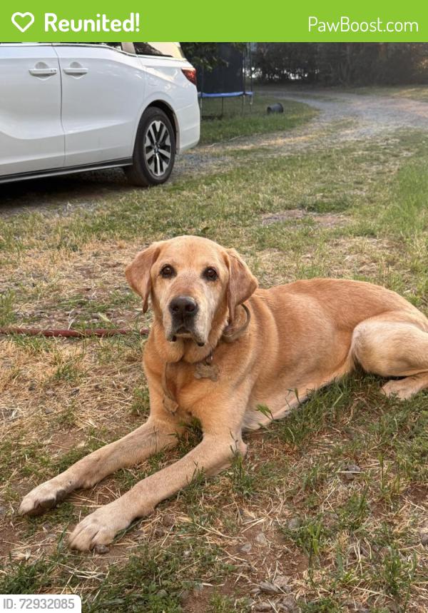Reunited Male Dog last seen Church St, Penryn, CA 95663, USA, Penryn, CA 95663