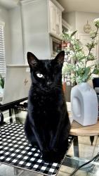 Reunited Female Cat last seen Classen Road , San Antonio, TX 78247