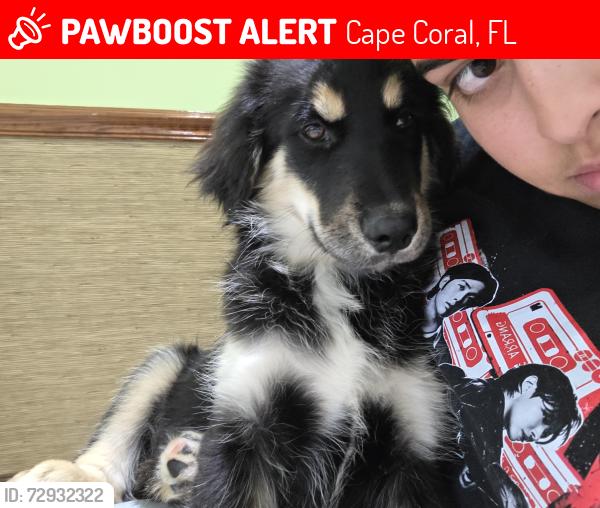 Lost Female Dog last seen Near Nw 5th terr, Cape Coral, FL 33993