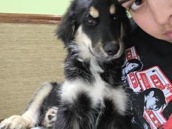 Lost Female Dog last seen Near Nw 5th terr, Cape Coral, FL 33993