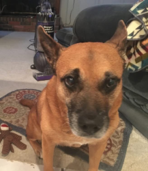 Reunited Female Dog last seen Bordeaux Dr. & Candide Ln. Vistas, McKinney, TX 75070