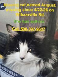 Lost Female Cat last seen Wilsonville and Wagher  Rd, Thompson, CT 06255