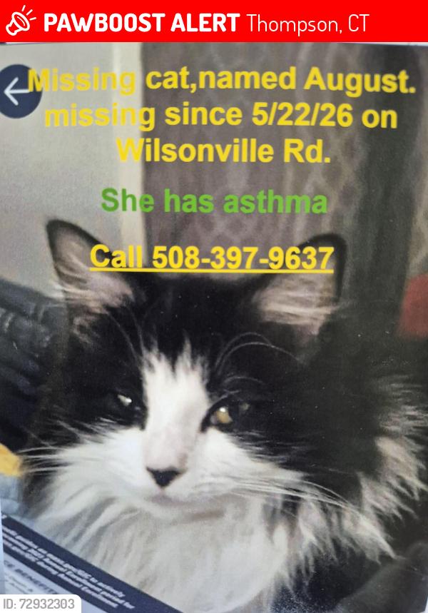 Lost Female Cat last seen Wilsonville and Wagher Rd, Thompson, CT 06255