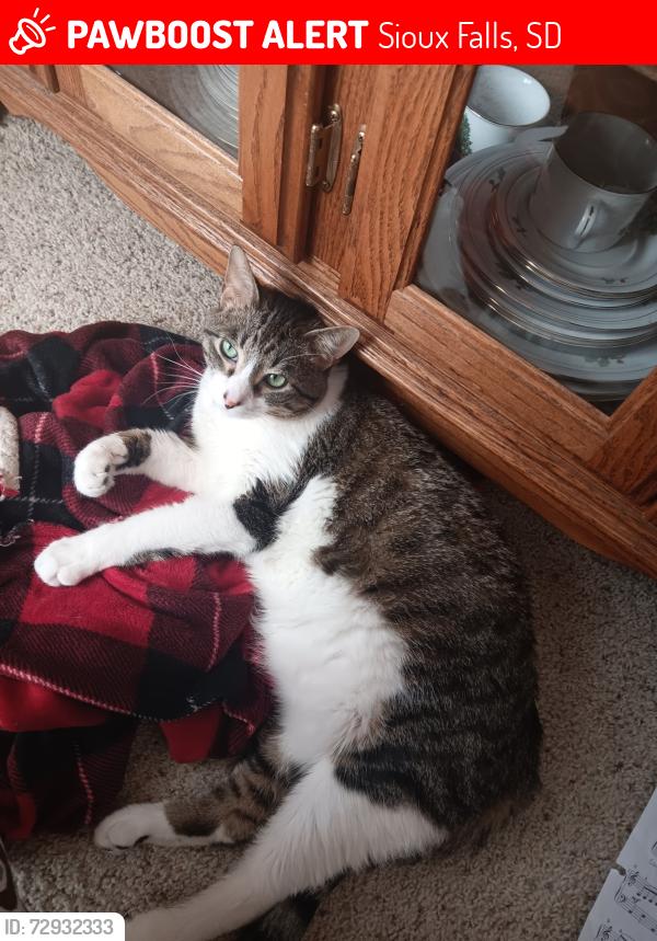 Lost Male Cat last seen 57th and Galway. Emma Ln, Sioux Falls, SD 57106