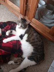 Lost Male Cat last seen 57th and Galway. Emma Ln, Sioux Falls, SD 57106