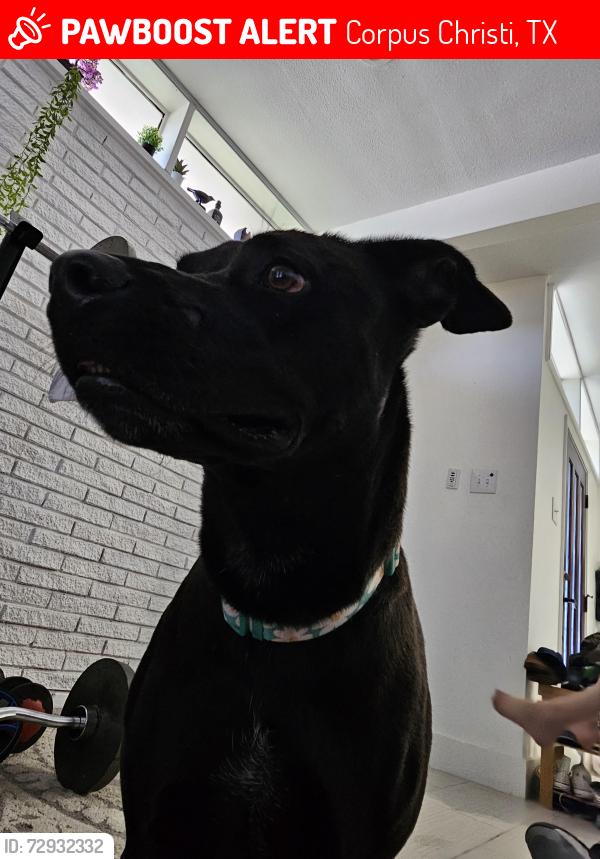 Lost Female Dog last seen Weber and Holly , Corpus Christi, TX 78413