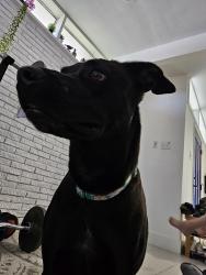 Lost Female Dog last seen Weber and Holly , Corpus Christi, TX 78413