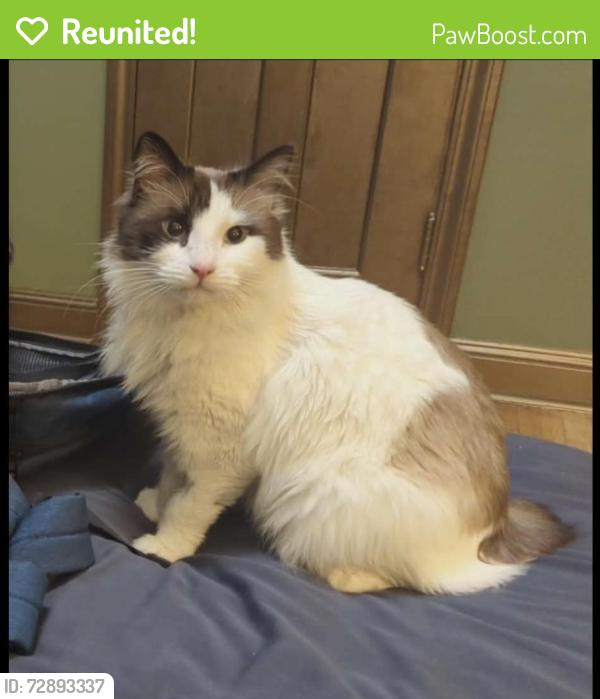 Reunited Male Cat last seen Reservoir Blvd., Columbia Heights, MN 55421