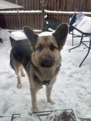 Reunited Female Dog last seen Nw 16th Purdue , Oklahoma City, OK 73127