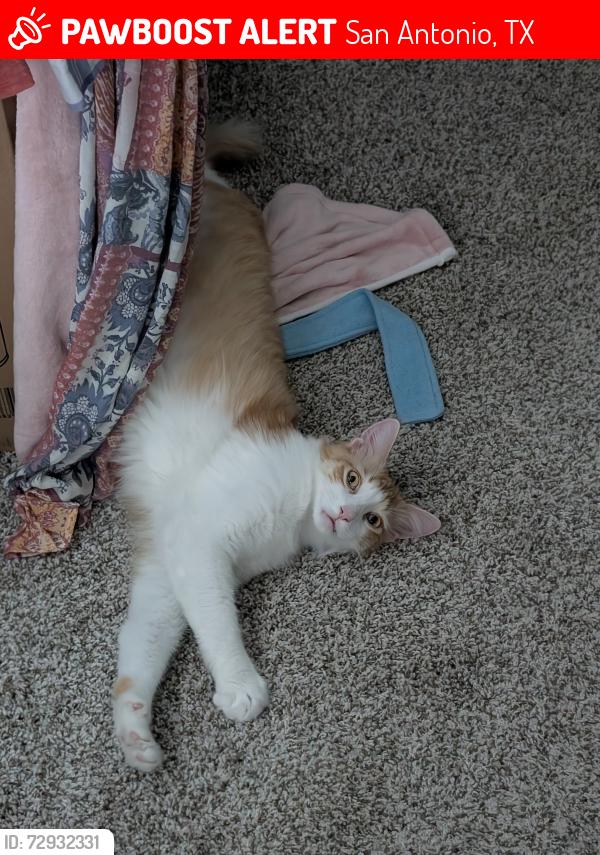 Lost Male Cat last seen Near watercourse way , San Antonio, TX 78266