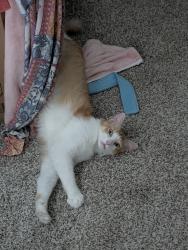 Lost Male Cat last seen Near watercourse way , San Antonio, TX 78266