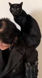 Reunited Male Cat last seen Princeton St Portland OR, Portland, OR 97203
