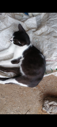 Lost Male Cat last seen Rua centauro , Jardim do Colegio, SP 06815-440