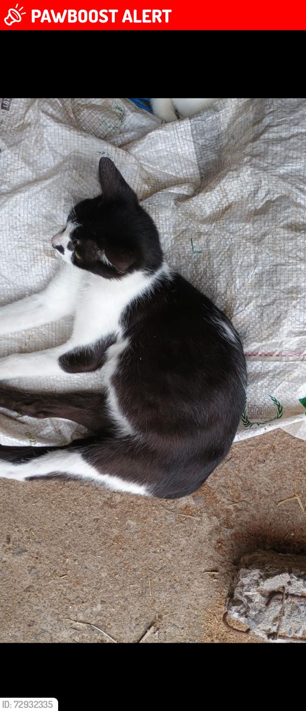 Lost Male Cat last seen Rua centauro , Jardim do Colegio, SP 06815-440