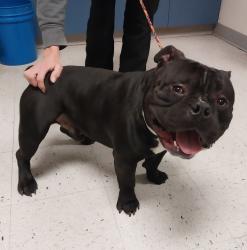 Shelter Stray Male Dog last seen Near S Navajo Street, SALT LAKE CITY, UT, 84104, 511 W 3900 S, Salt Lake City, UT 84123, USA