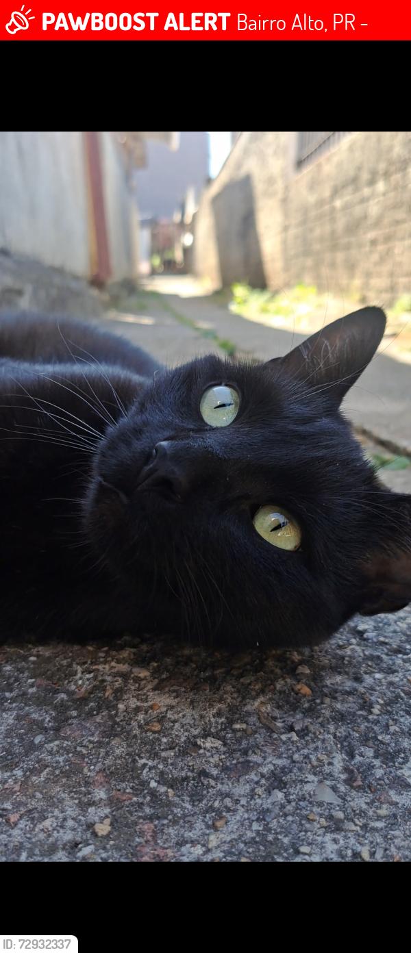 Lost Male Cat last seen Marco Polo 1079, Bairro Alto, PR 82820-260