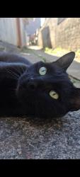 Lost Male Cat last seen Marco Polo 1079, Bairro Alto, PR 82820-260