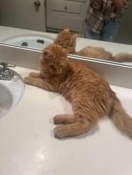 Reunited Male Cat last seen fielder/ northwood, Arlington, TX 76012