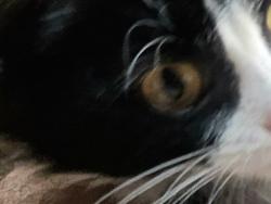 Found/Stray Unknown Cat last seen Salem Woods, Virginia Beach, VA 23456