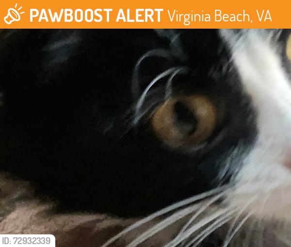 Found/Stray Unknown Cat last seen Salem Woods, Virginia Beach, VA 23456