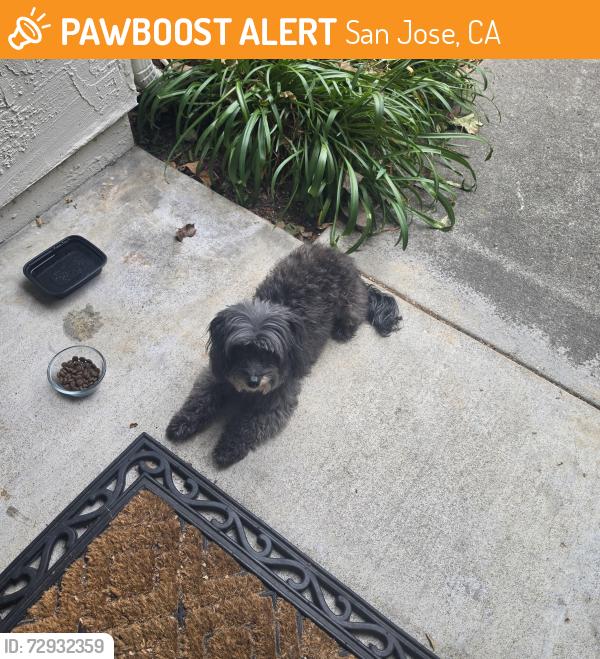 Found/Stray Unknown Dog last seen Ebay campus, San Jose, CA 95125