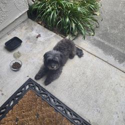 Found/Stray Unknown Dog last seen Ebay campus, San Jose, CA 95125