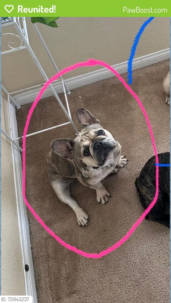 Reunited Female Dog last seen Harmon & Mountain Vista, Las Vegas, NV 89121