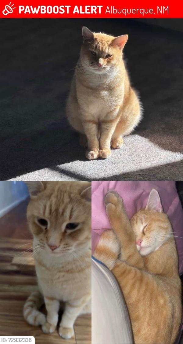 Lost Male Cat last seen Riverside plaza , Albuquerque, NM 87120