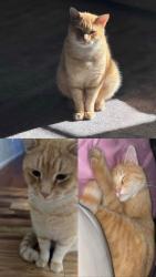 Lost Male Cat last seen Riverside plaza , Albuquerque, NM 87120