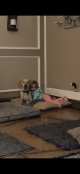 Lost Male Dog last seen Park by 5315 freedom court, Midland, TX 79703