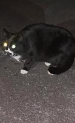 Found/Stray Unknown Cat last seen Gilbertsville road , Douglass Township, PA 19525
