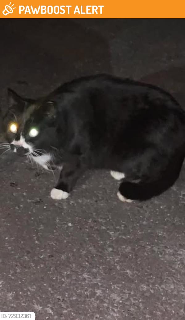 Found/Stray Unknown Cat last seen Gilbertsville road , Douglass Township, PA 19525