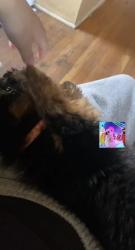 Lost Male Dog last seen Near Shirley rd upper darby, Upper Darby Township, PA 19082