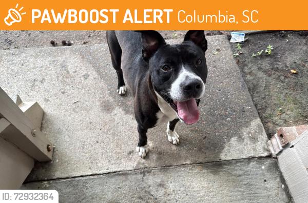 Found/Stray Male Dog last seen Broad River and St Andrews , Columbia, SC 29210