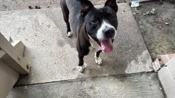 Found/Stray Male Dog last seen Broad River and St Andrews , Columbia, SC 29210