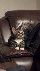 Lost Male Cat last seen Londis, Acocks Green, England B27 7NX