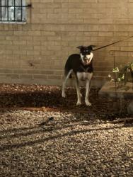 Reunited Female Dog last seen San Pedro and Bellamah, Albuquerque, NM 87110