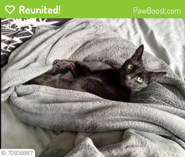 Reunited Female Cat last seen Fulton rd, Santa Rosa, CA 95401
