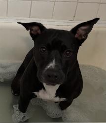 Lost Female Dog last seen 21st and oak ave , Newport News, VA 23607