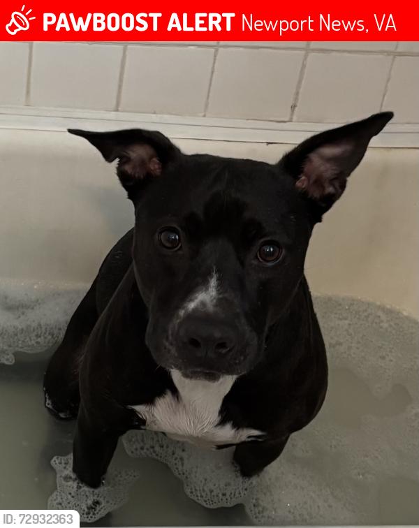 Lost Female Dog last seen 21st and oak ave , Newport News, VA 23607
