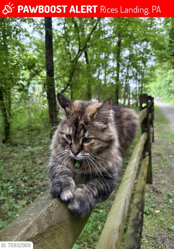 Lost Female Cat last seen Greene County River Trail in Rices Landing, Rices Landing, PA 15357