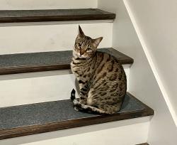 Lost Female Cat last seen East North Water St and McClurg Court, Chicago, IL 60611